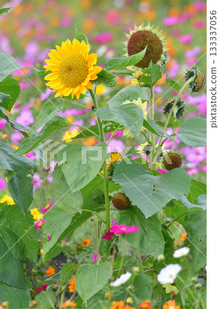 植物/向日葵 菊科 133337056