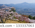 Cherry blossoms at Minoyama in Chichibu and a distant view of Mt. Buko 133337063