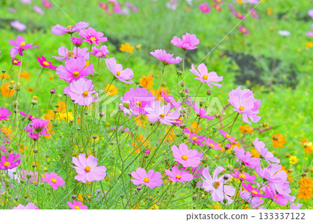 Plants · Cosmosicaceae 133337122