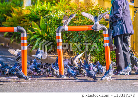 日本東京的城市景觀，一位老婦人在高田馬場站前餵鴿子，一群鴿子在附近飛翔。 133337178