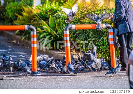 日本東京的城市景觀，一位老婦人在高田馬場站前餵鴿子，一群鴿子在附近飛翔。 133337179