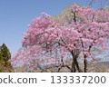 Weeping cherry blossoms at Minoyama in Chichibu 133337200