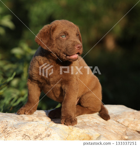Chesapeake Bay retriever puppy in the garden 133337251