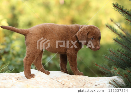 Chesapeake Bay retriever puppy in the garden Chesapeake Bay retriever puppy in the garden 133337254