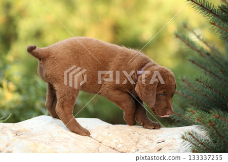 Chesapeake Bay retriever puppy in the garden Chesapeake Bay retriever puppy in the garden 133337255