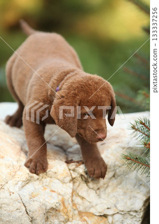 Chesapeake Bay retriever puppy in the garden Chesapeake Bay retriever puppy in the garden 133337256