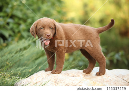Chesapeake Bay retriever puppy in the garden 133337259