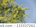 Spring blue sky and yellow mimosa flowers 133337262