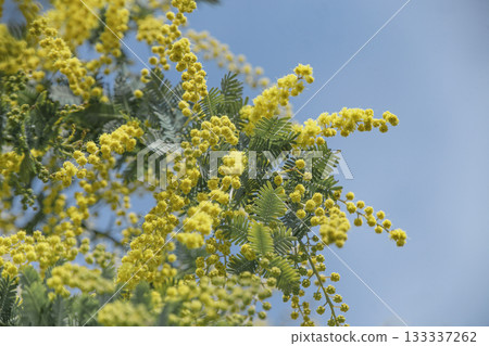 Spring blue sky and yellow mimosa flowers Spring blue sky and yellow mimosa flowers 133337262