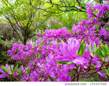 Scenery of blooming azaleas Scenery of blooming azaleas 133337309