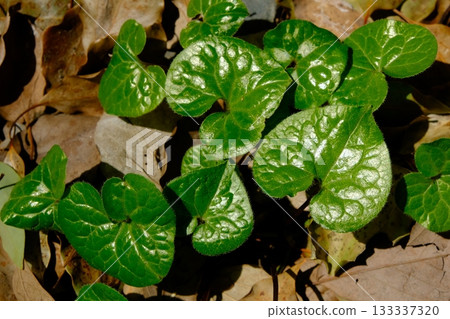 A field of Aoi flowers used in the Aoi Festival A field of Aoi flowers used in the Aoi Festival 133337320