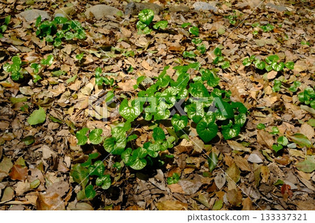 A field of Aoi flowers used in the Aoi Festival A field of Aoi flowers used in the Aoi Festival 133337321
