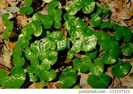 A field of Aoi flowers used in the Aoi Festival A field of Aoi flowers used in the Aoi Festival 133337323