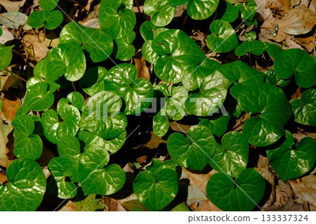 A field of Aoi flowers used in the Aoi Festival 133337324