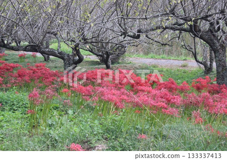 Busshoji Temple 133337413
