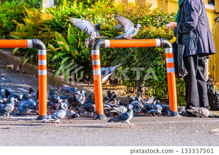 Tokyo cityscape in Japan, with an elderly woman feeding pigeons in front of Takadanobaba Station and a flock of pigeons 133337501
