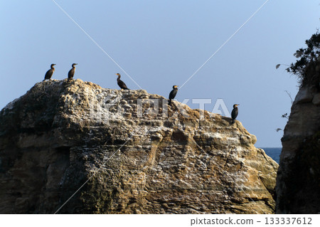 浪漫的茨城縣（鸕鶿冬季棲息的群島）日立市東名川海濱綠地 133337612