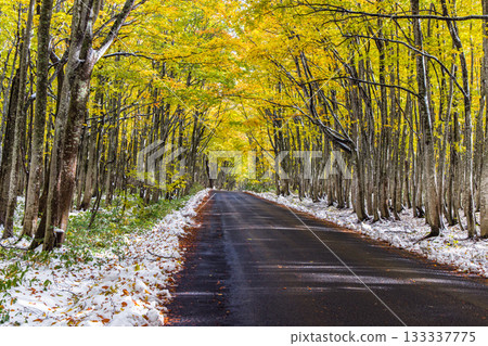 [Aomori Prefecture_Hakkoda] Autumn leaves and the first snow of the Towada Gold Line Beech Road in October 133337775