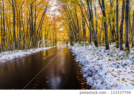【青森縣_八甲田】十月十和田黃金線山毛櫸公路的秋葉與初雪 133337799
