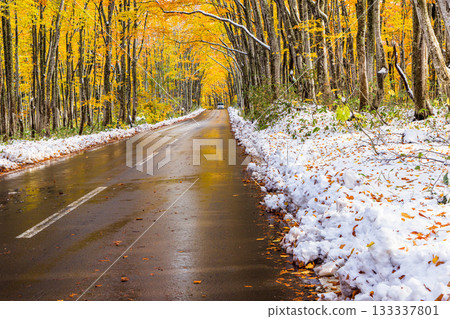 【青森縣_八甲田】十月十和田黃金線山毛櫸公路的秋葉與初雪 【青森縣_八甲田】十月十和田黃金線山毛櫸公路的秋葉與初雪 133337801