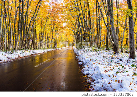 【青森縣_八甲田】十月十和田黃金線山毛櫸公路的秋葉與初雪 【青森縣_八甲田】十月十和田黃金線山毛櫸公路的秋葉與初雪 133337802