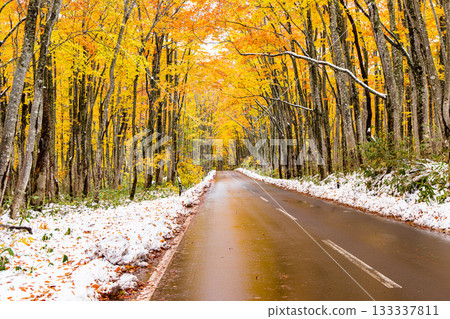 [Aomori Prefecture_Hakkoda] Autumn leaves and the first snow of the Towada Gold Line Beech Road in October 133337811