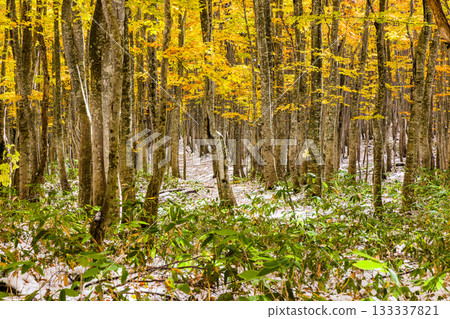 [Aomori Prefecture_Hakkoda] Autumn leaves and the first snow of the Towada Gold Line Beech Road in October 133337821