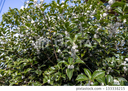 Holly tree with white flowers 133338215