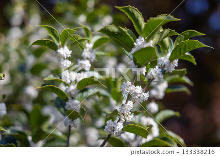 開著白色花朵的冬青樹 133338216
