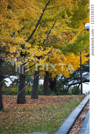 金色的銀杏樹和鋪滿落葉的地毯 133338355