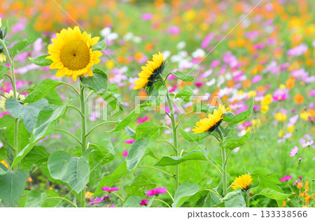 Plants - Sunflower, Asteraceae 133338566
