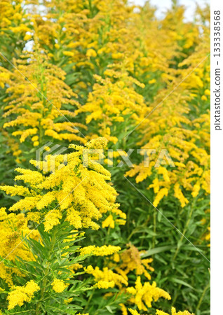 Plant · Seiitaka-awasaki family 133338568