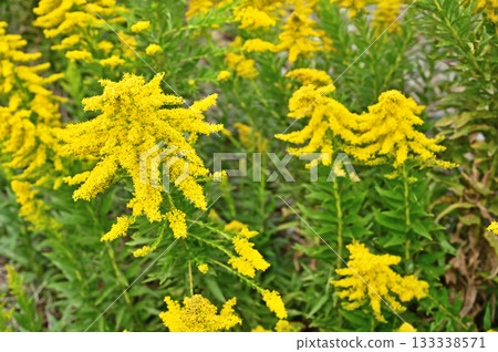 Plant · Seiitaka-awasaki family 133338571