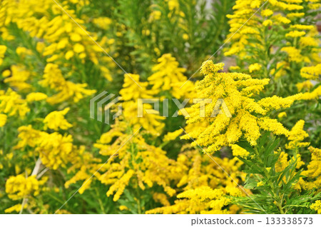 Plant · Seiitaka-awasaki family 133338573