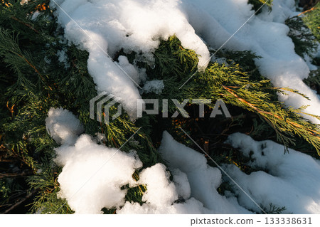 Snow-Covered Evergreen Branches in Winter Sunlight Snow-Covered Evergreen Branches in Winter Sunlight 133338631