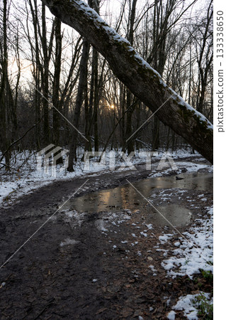 Snowy Forest Path with Muddy Puddles 133338650