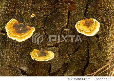 Coriolus versicolor Coriolus versicolor 133338682