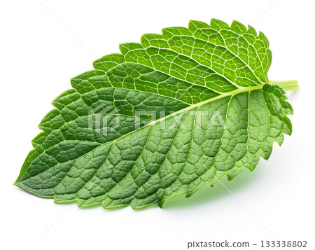 Close up of a detailed green mint leaf showing intricate vein patterns and serrated edges 133338802