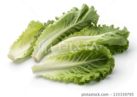Fresh green romaine lettuce leaves arranged on a white background leafy green Fresh green romaine lettuce leaves arranged on a white background leafy green 133339795