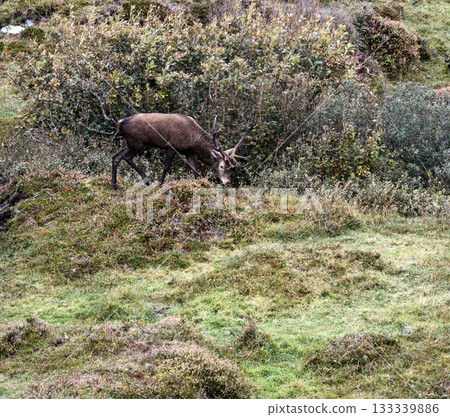 Lonely red deer stag during the rut in County Donegal, Ireland 133339886