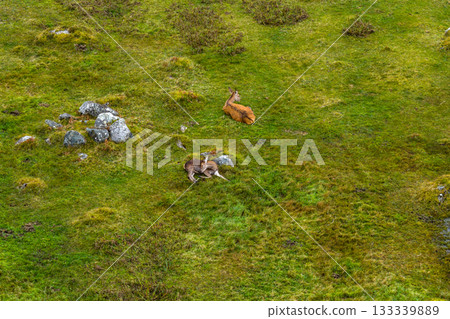 Red deer hinds resting in County Donegal, Ireland Red deer hinds resting in County Donegal, Ireland 133339889