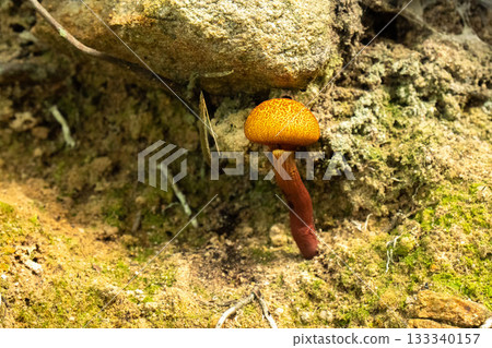 金菊清酒杯 133340157