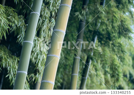 Bamboo grove Bamboo grove 133340255