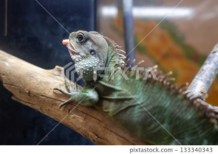 鬣蜥 鬣蜥 133340343