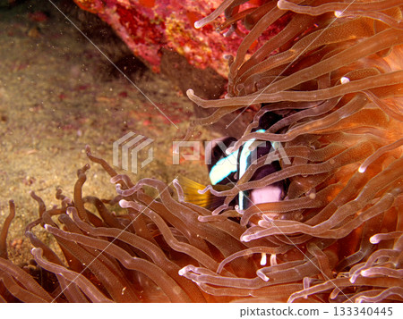 Sea anemone and anemone fish Sea anemone and anemone fish 133340445