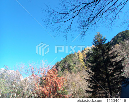 Colorful autumn leaves looking up against the blue sky Colorful autumn leaves looking up against the blue sky 133340446