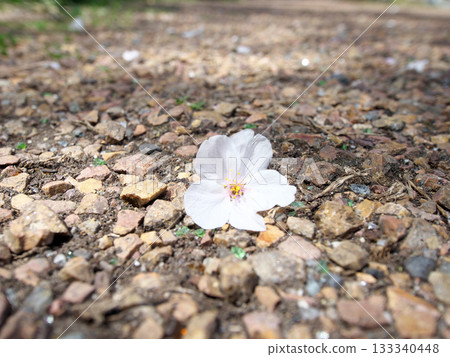 Cherry blossoms petals that fell to the ground 133340448