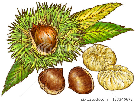 Chestnuts with burrs still attached and Nakatsugawa chestnut kinton 133340672