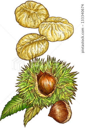 栗子金頓_3 件_栗子和 1 個栗子_垂直_透明背景 栗子金頓_3 件_栗子和 1 個栗子_垂直_透明背景 133340674