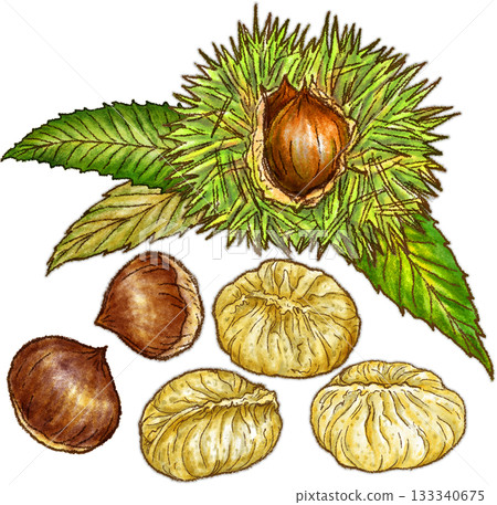Chestnut kinton and chestnuts with burrs still attached Chestnut kinton and chestnuts with burrs still attached 133340675